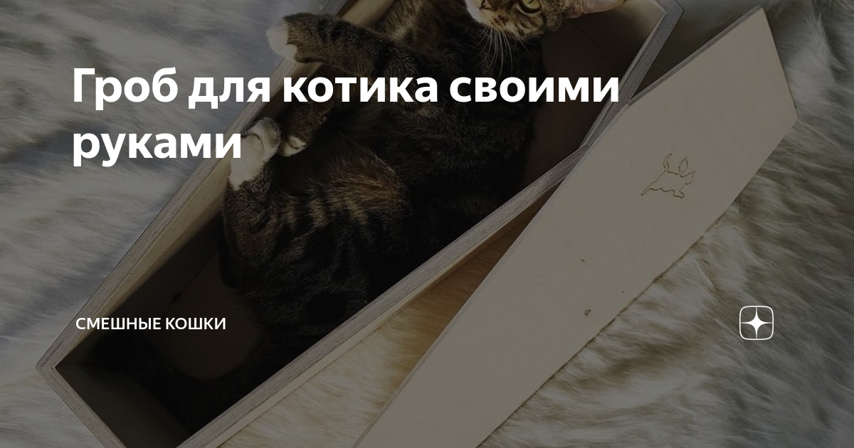 Гроб для котика своими руками | Смешные кошки | Дзен