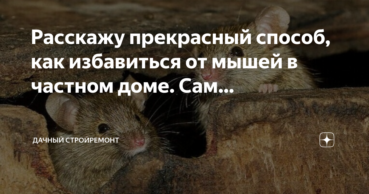 Клеевая картонная ловушка от крыс и мышеймышеловкаот грызунов