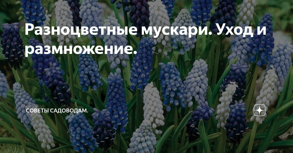 Muscari BOTRYOIDES (Мускари): купить 3 семени c доставкой почтой 🌸 Адениум дома