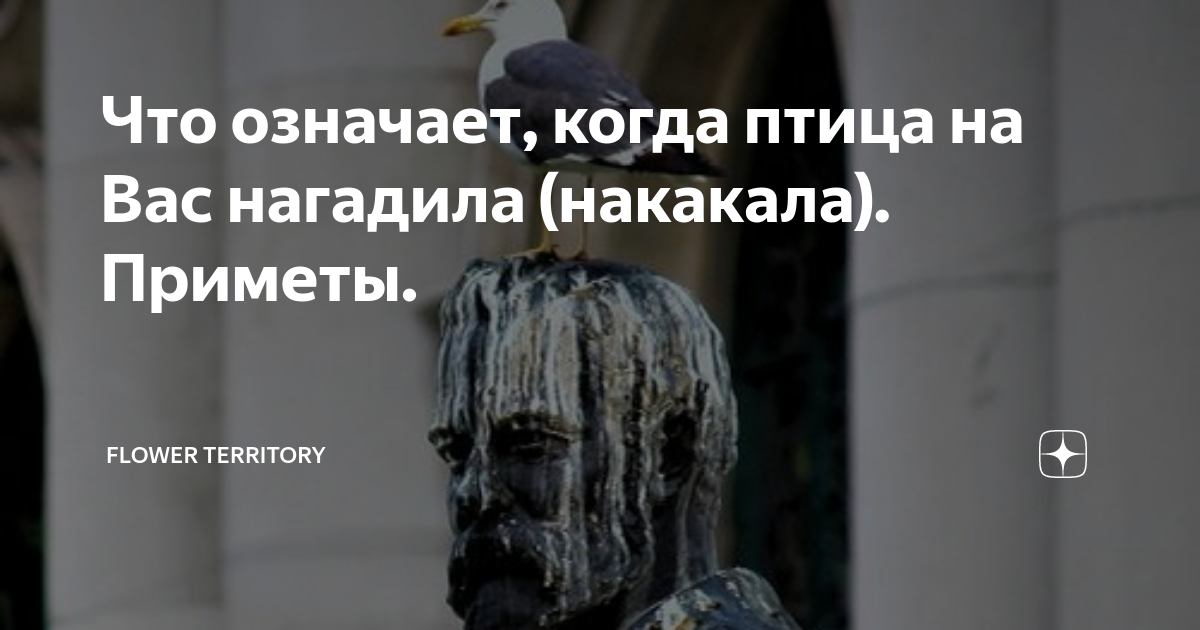 «Сонник Птица на голове приснилась, к чему снится во сне Птица на голове»