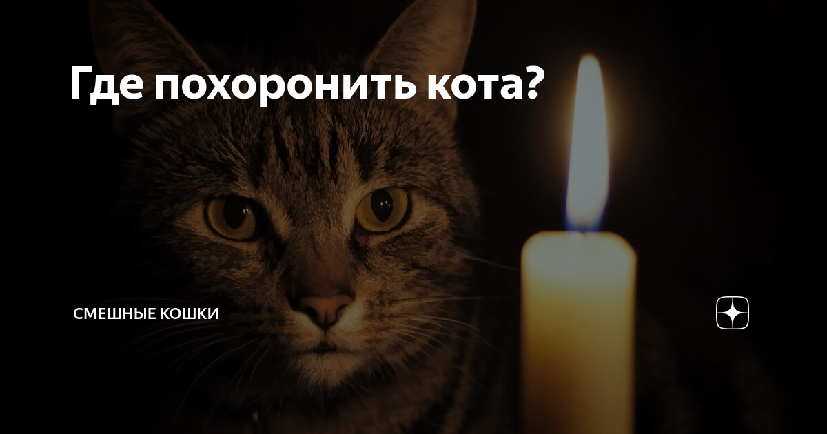 Как правильно похоронить кошку