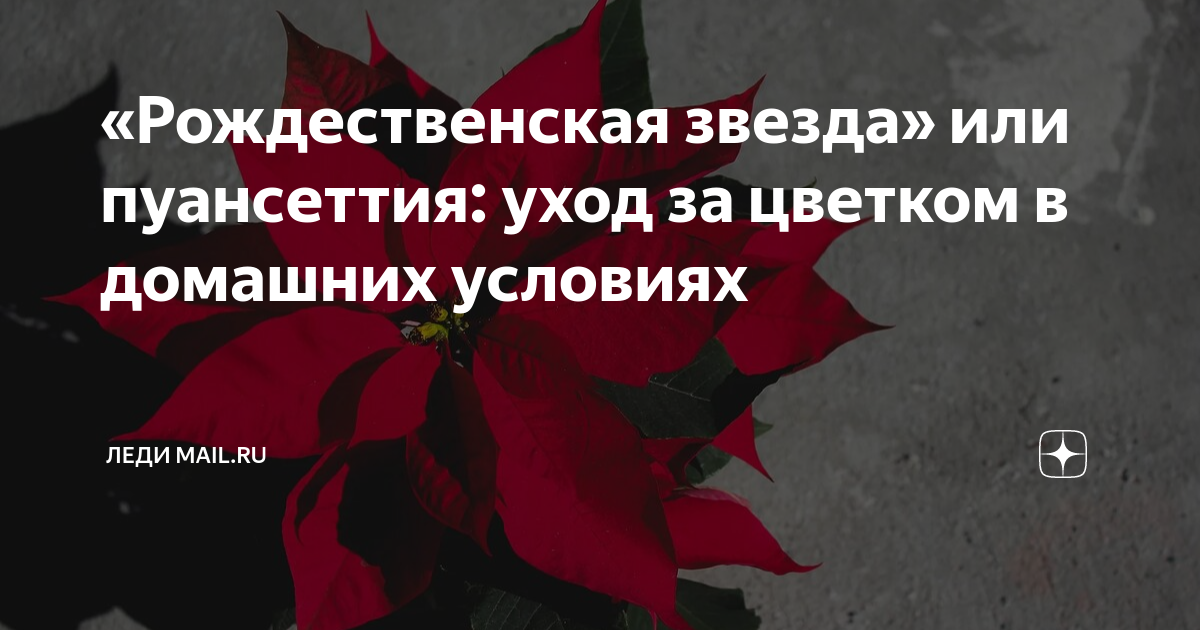 Пуансеттия: как сохранить рождественский цветок после праздников