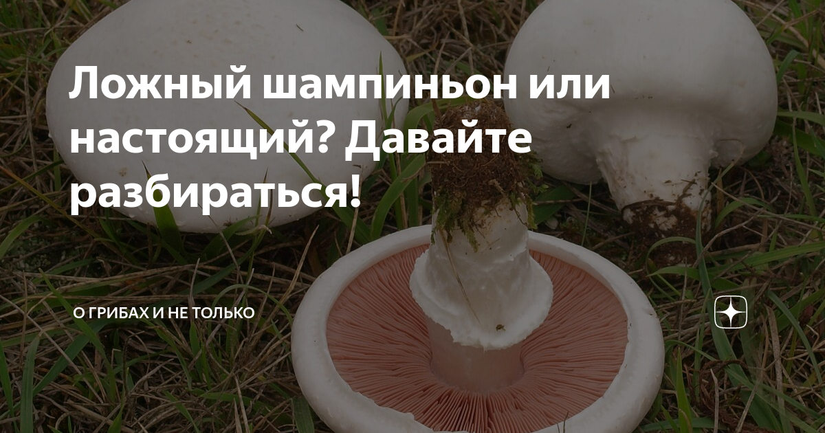 Ложный шампиньон или настоящий? Давайте разбираться! | Грибы и не ...