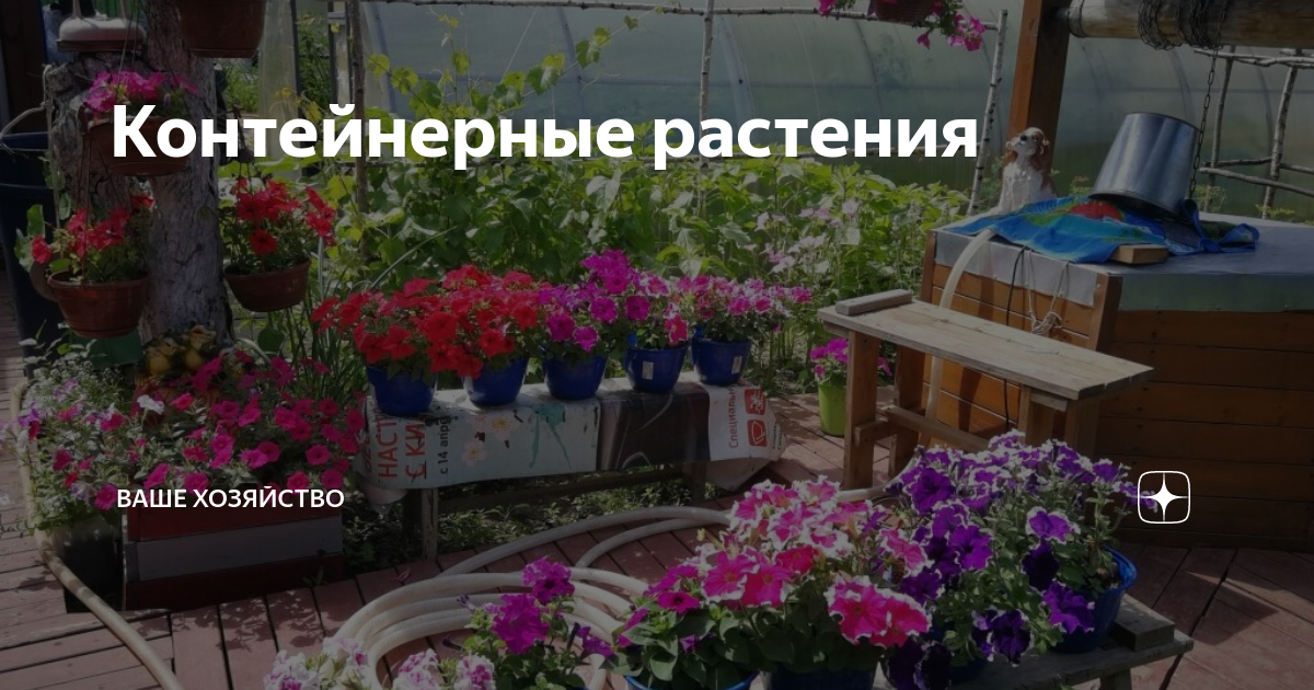 Контейнерные растения | Ваше хозяйство | Дзен