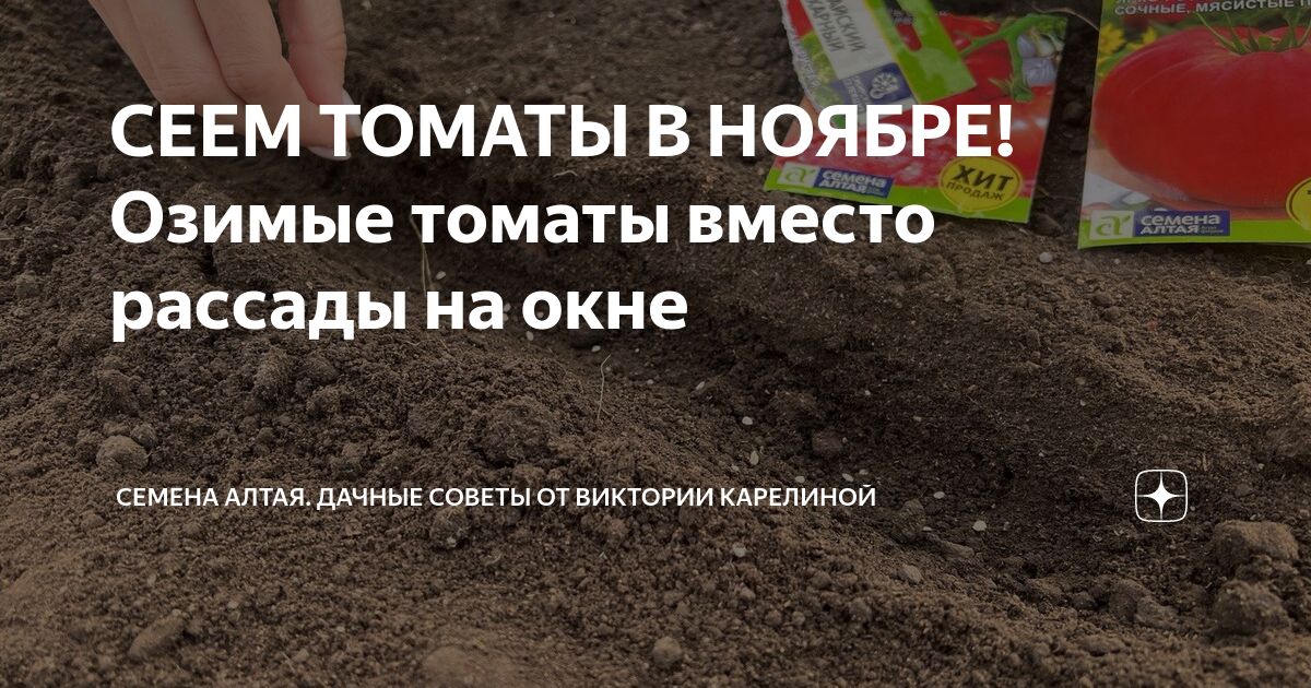СЕЕМ ТОМАТЫ В НОЯБРЕ! Озимые томаты вместо рассады на окне | Семена ...