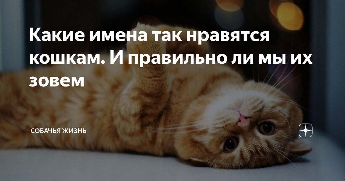 Какие имена так нравятся кошкам. И правильно ли мы их зовем | СобачьЯ жизнь  | Дзен