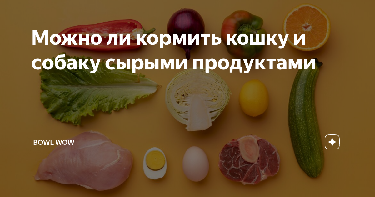 Можно ли кормить кошку и собаку сырыми продуктами | BOWL WOW | Дзен