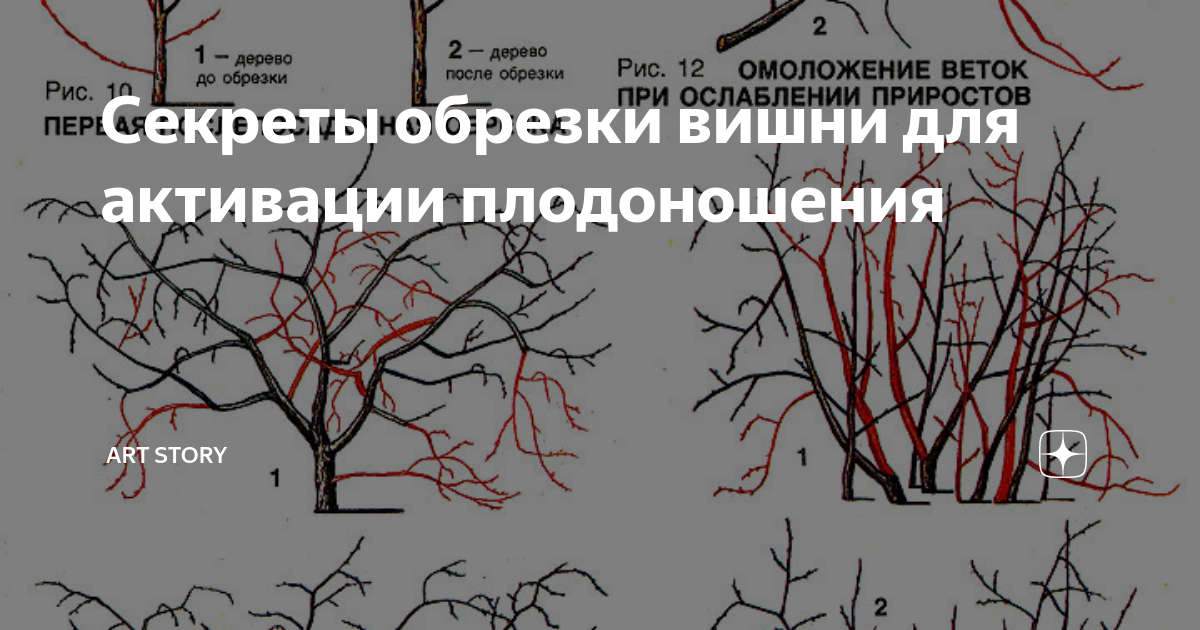 Секреты обрезки вишни для активации плодоношения | Студия ART Story | Дзен