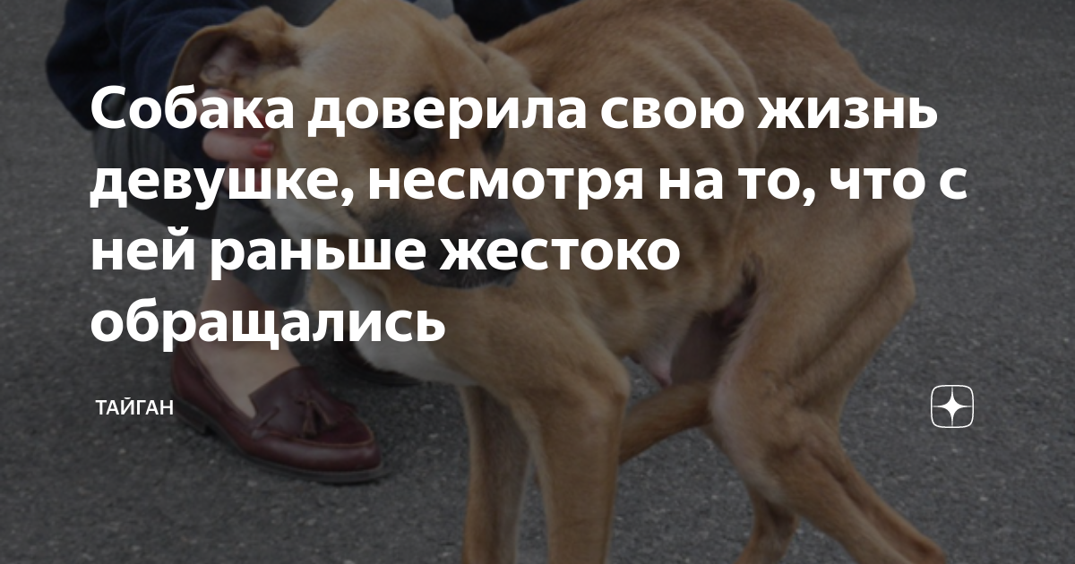 Собака не слышит. Доверять собакам нельзя. Как понять что собака вам доверяет