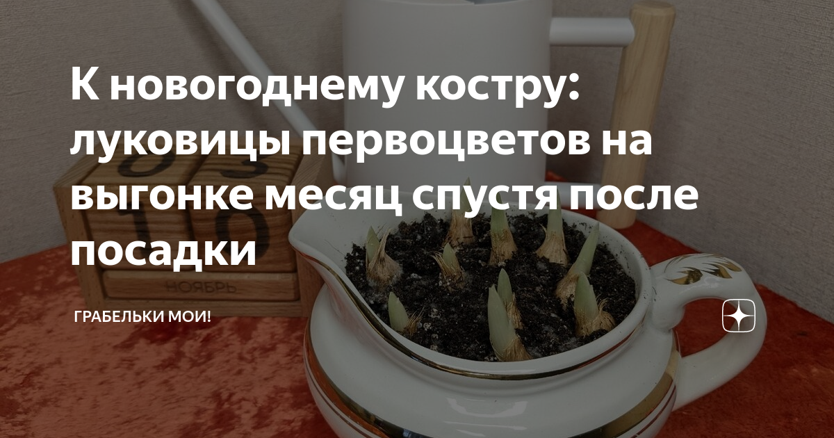 К новогоднему костру: луковицы первоцветов на выгонке месяц спустя ...