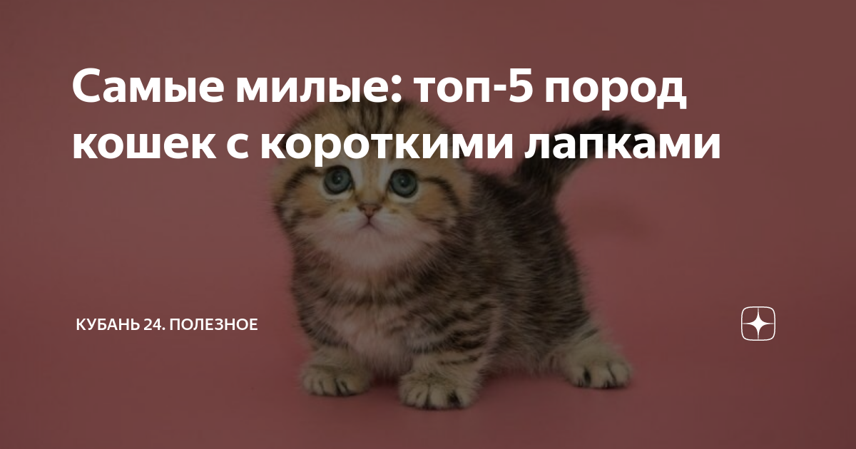 Топ-5 самых общительных пород кошек: знакомьтесь с лапками-тусовщицами!