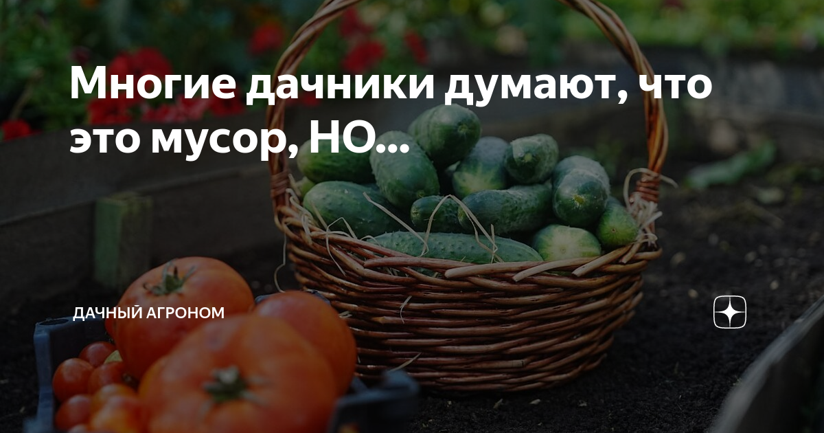 Многие дачники думают, что это мусор, НО… | Дачный агроном | Дзен