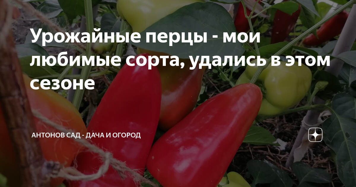 Урожайные перцы - мои любимые сорта, удались в этом сезоне | Антонов ...