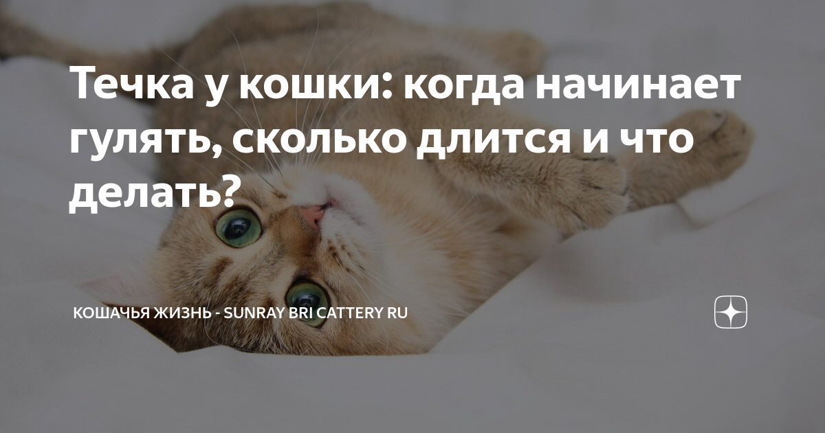 Сколько кошка будет гулять. Сколько кошка будет гулять