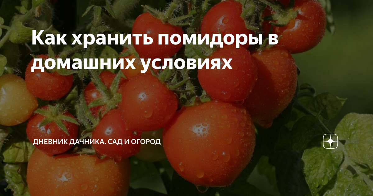 Где лучше хранить помидоры в холодильнике или