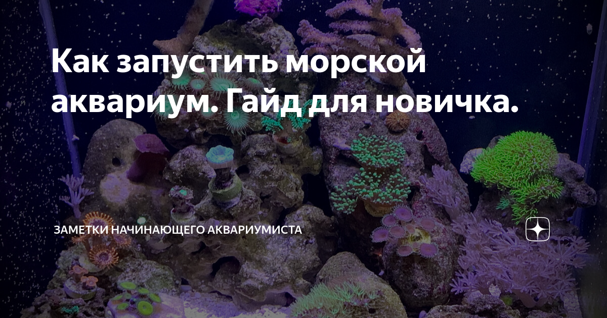 Как запустить морской аквариум. Гайд для новичка. | Заметки Начинающего Аквариумиста | Дзен