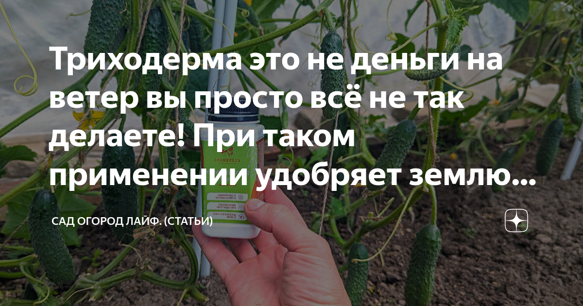 Триходерма это не деньги на ветер вы просто всё не так делаете! При ...