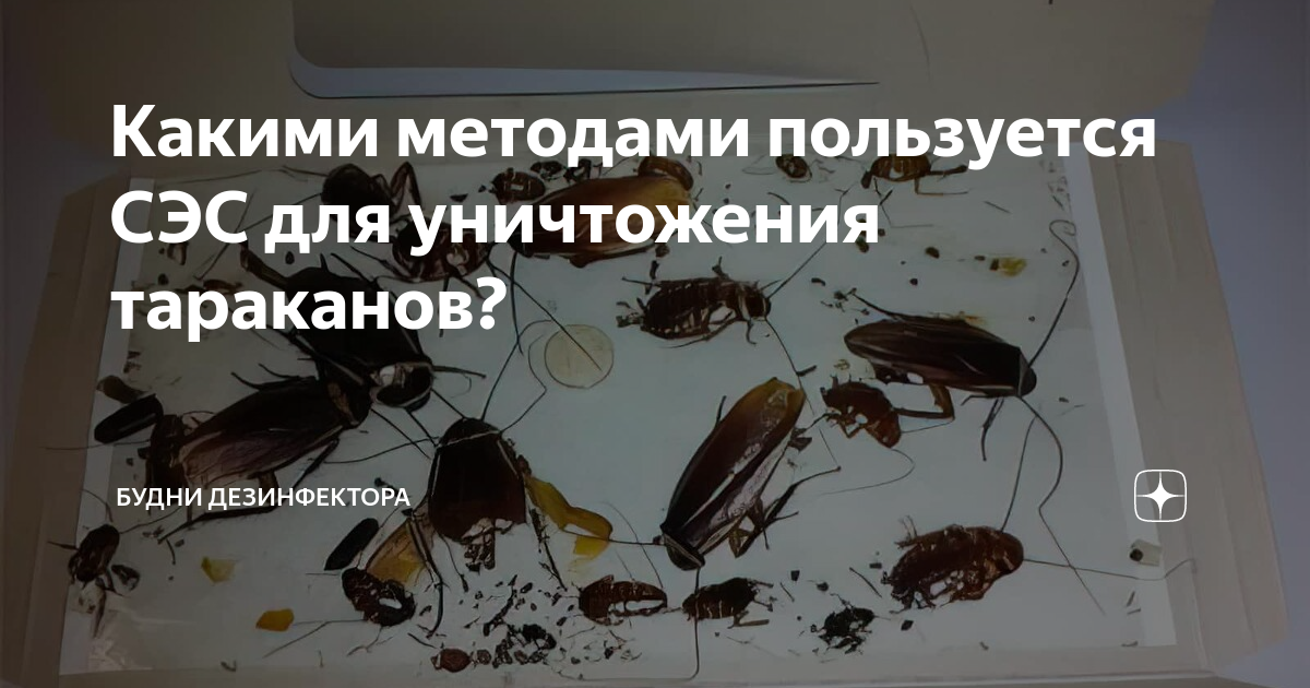 какими методами пользуется сэс для уничтожения тараканов? будни .... . . 