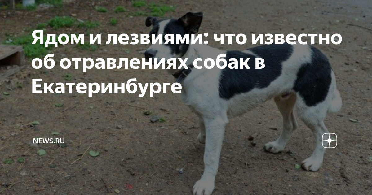 что делать если собака отравилась ядом