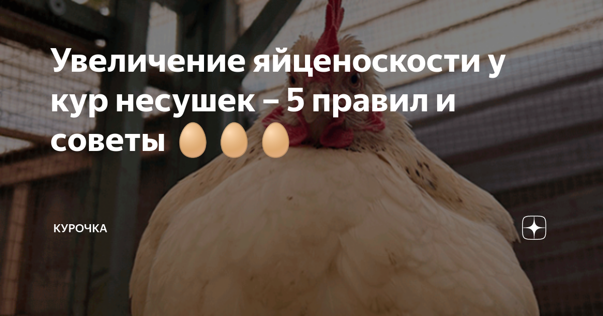 Увеличение яйценоскости у кур несушек – 5 правил и советы 🥚🥚🥚 | Курочка ...