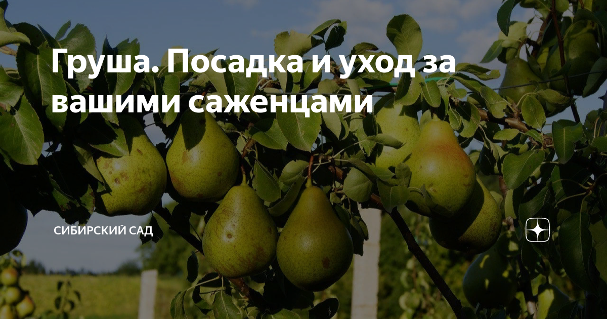 Основные этапы ухода за деревом