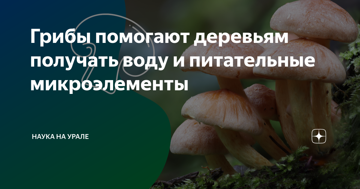 Грибы помогают деревьям расти. Что дает гриб дереву. Потребители и разрушители экосистемы леса. Нити грибницы срастаются с корнями деревьев. Какие грибы растут на деревьях.