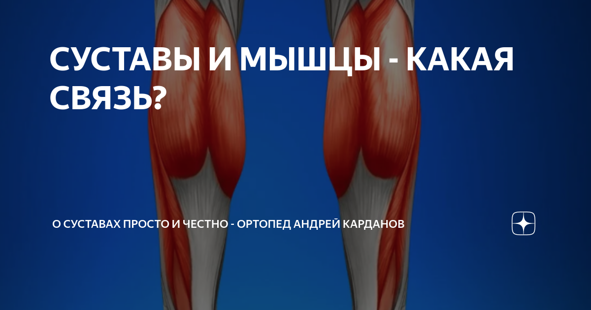 СУСТАВЫ И МЫШЦЫ - КАКАЯ СВЯЗЬ? | О СУСТАВАХ ПРОСТО И ЧЕСТНО - ортопед ...