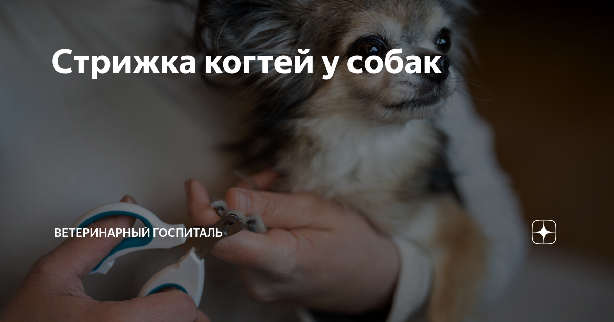 Стрижка когтей у собак | Ветеринарный госпиталь | Дзен