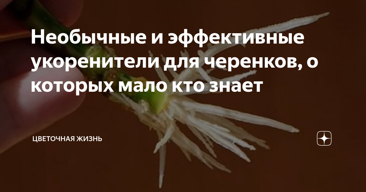 Необычные и эффективные укоренители для черенков, о которых мало кто ...