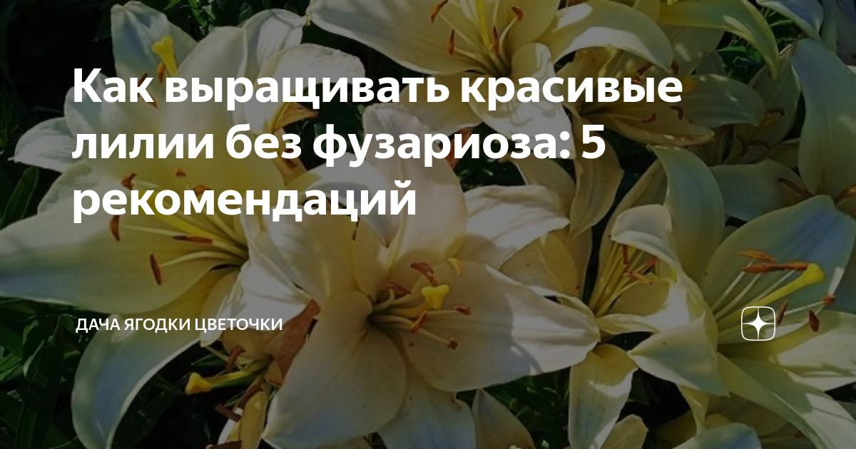 Как выращивать красивые лилии без фузариоза: 5 рекомендаций | Дача ...