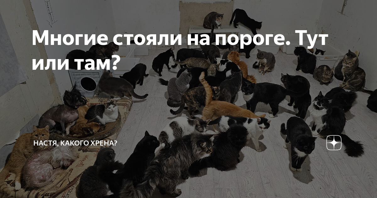 Многие стояли на пороге. Тут или там? | Настя, какого хрена? | Дзен