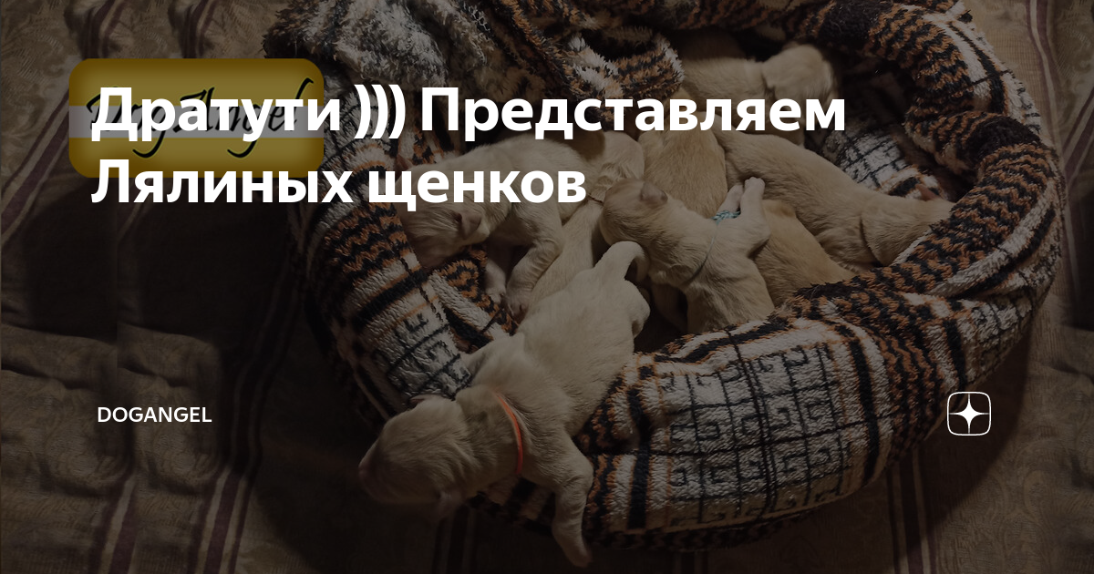 Дратути ))) Представляем Лялиных щенков | DogAngel | Дзен