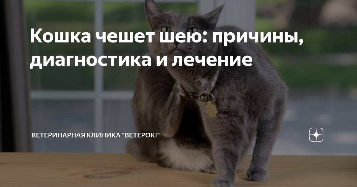 Кошка чешет шею: причины, диагностика и лечение