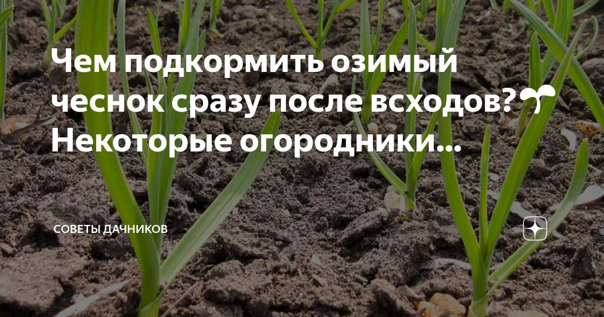 Чем подкормить озимый лук весной. Чеснок весной. Как сажать чеснок весной в открытый грунт. Чем подкормить озимые чеснок и лук. Посадка весеннего чеснока весной в открытый грунт.