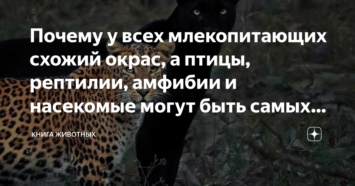 Почему у всех млекопитающих схожий окрас, а птицы, рептилии, амфибии и ...