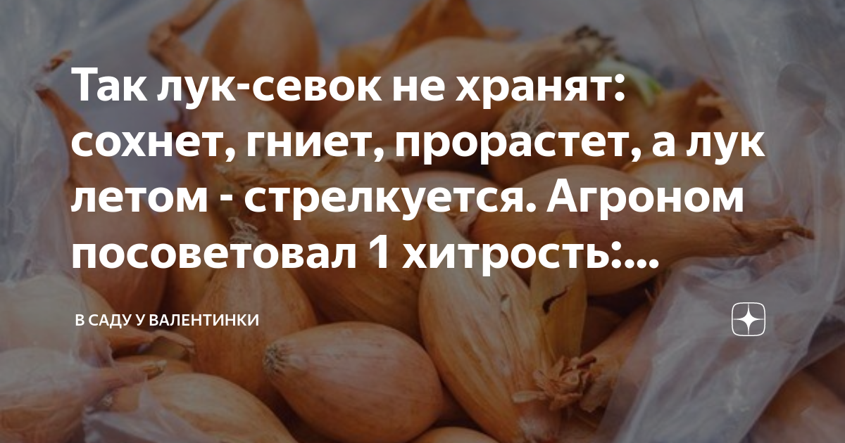 Так лук-севок не хранят: сохнет, гниет, прорастет, а лук летом ...