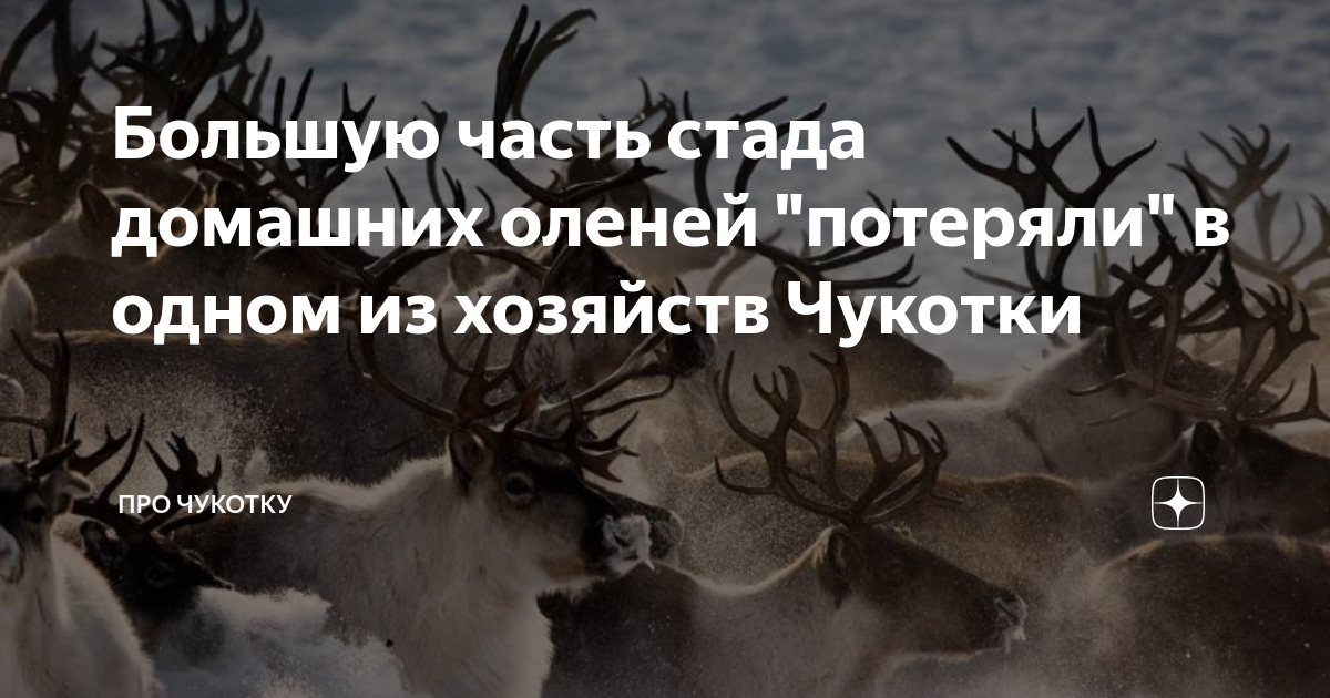 Большую часть стада домашних оленей "потеряли" в одном из хозяйств ...
