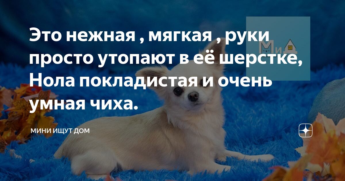 Это нежная , мягкая , руки просто утопают в её шерстке, Нола ...