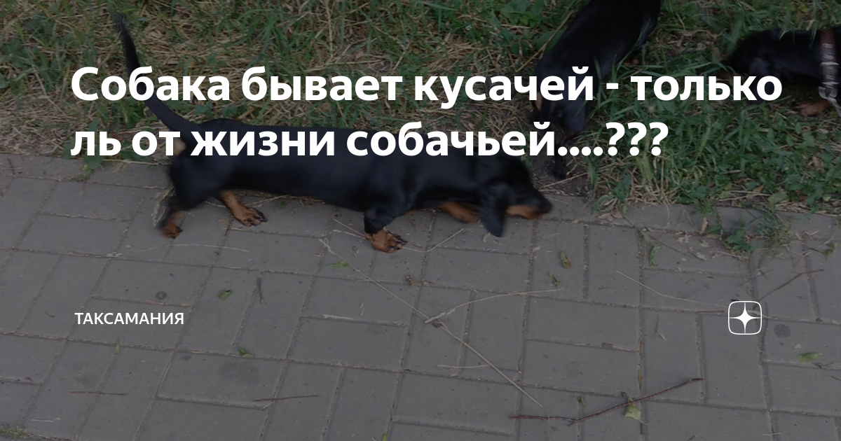 собака бывает кусачей только от жизни собачей текст