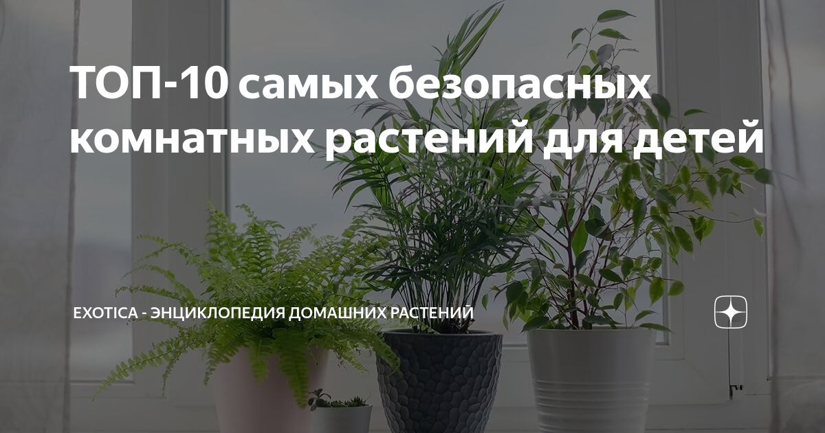 ТОП-10 самых безопасных комнатных растений для детей | Exotica ...