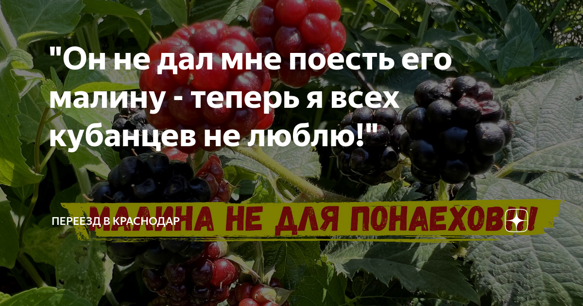 \"Он не дал мне поесть его малину - теперь я всех кубанцев не люблю ...