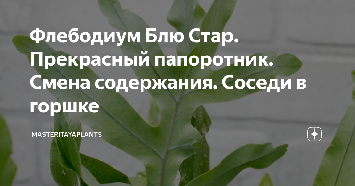 Флебодиум Блю Стар. Прекрасный папоротник. Смена содержания. Соседи в ...