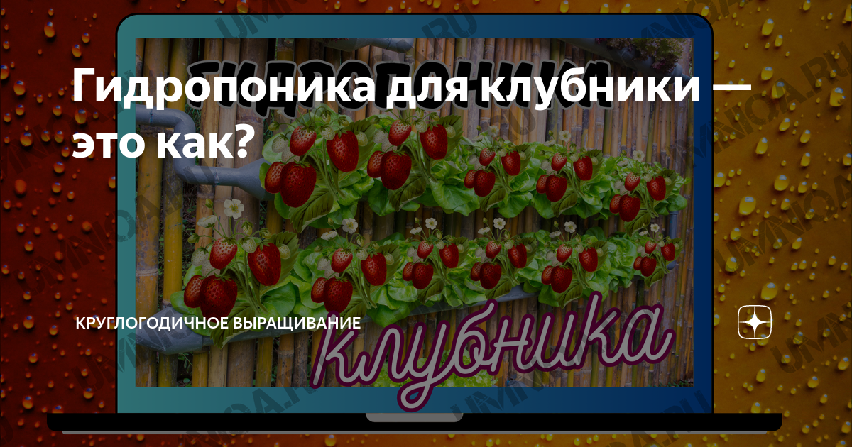 ВЫРАЩИВАНИЕ КЛУБНИКИ ДОМА - Субстрат или гидропоника в чём лучше растёт?