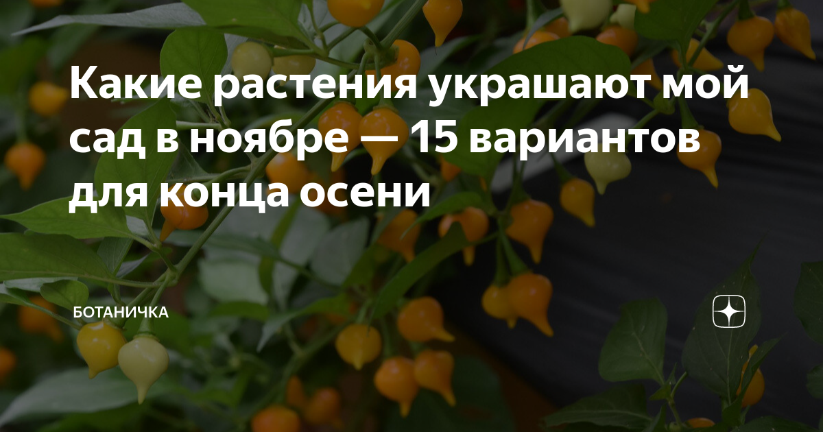 Какие растения украшают мой сад в ноябре — 15 вариантов для конца осени