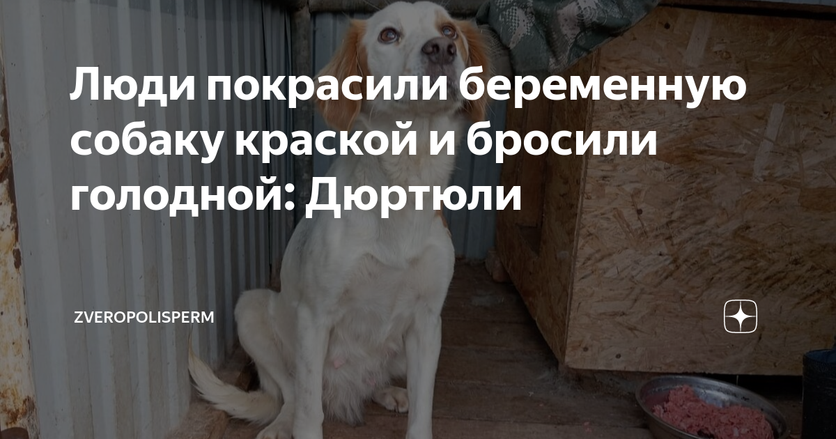 Люди покрасили беременную собаку краской и бросили голодной: Дюртюли ...