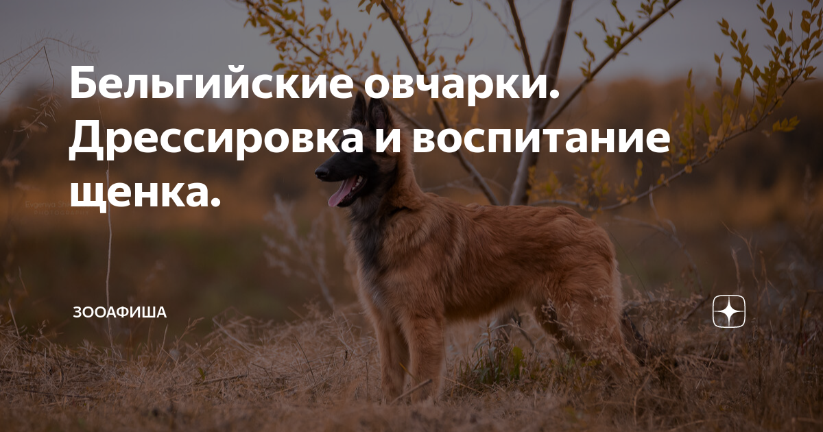 как воспитать бельгийскую овчарку