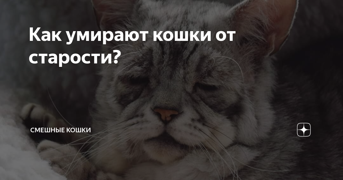 Как умирают кошки от старости? | Смешные кошки | Дзен