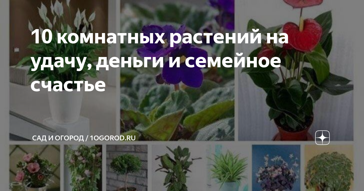 Комнатные растения которые нельзя выбрасывать и дарить - фото | РБК Украина