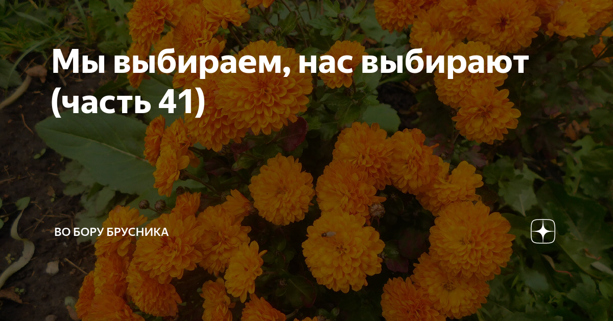 Мы выбираем, нас выбирают (часть 41) | Брусникины рассказы | Дзен