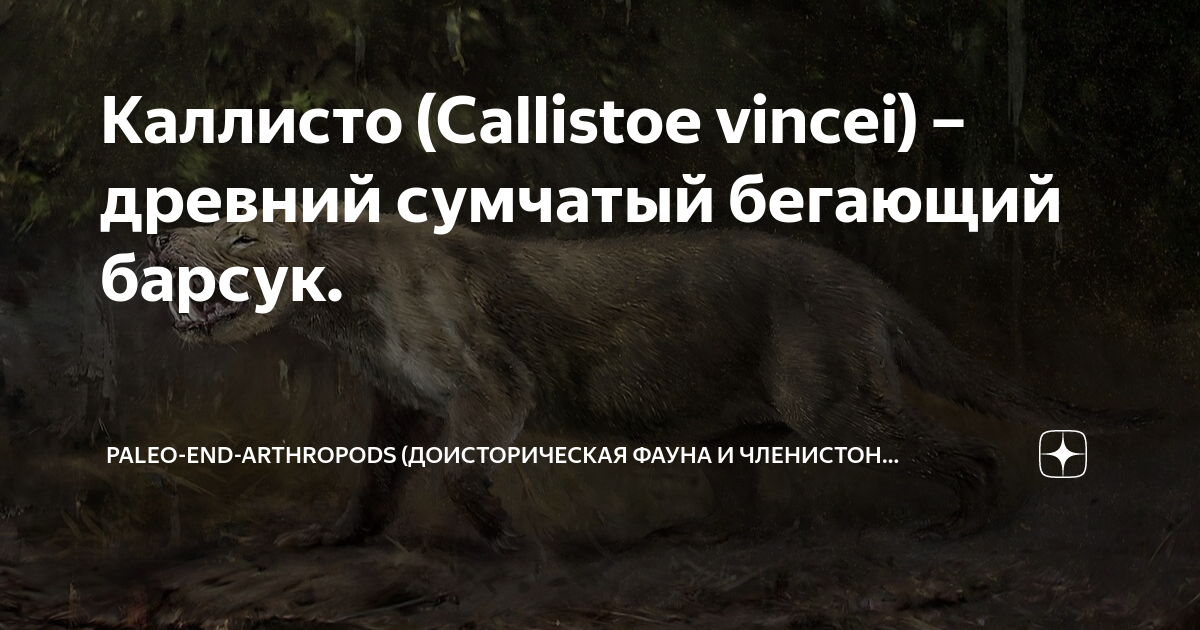 Каллисто (Callistoe vincei) – древний сумчатый бегающий барсук. | Paleo ...
